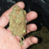 Growers Choice Banana Glue Samen – Bild 3