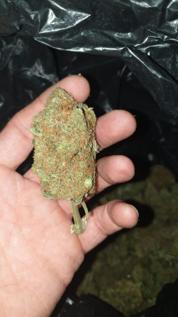 Growers Choice Banana Glue Samen – Bild 3