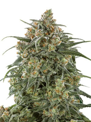 Growers Choice Banana Sherbet Samen Growers Choice Banana Sherbet Samen