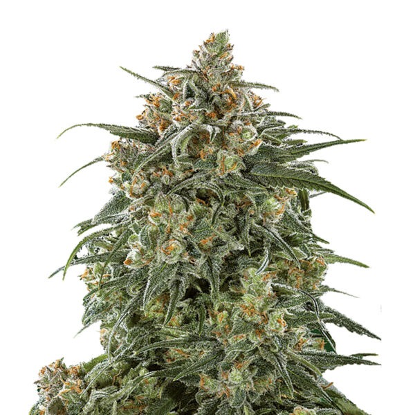 Growers Choice Banana Sherbet Samen