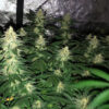 Growers Choice Banana Sherbet Samen – Bild 4