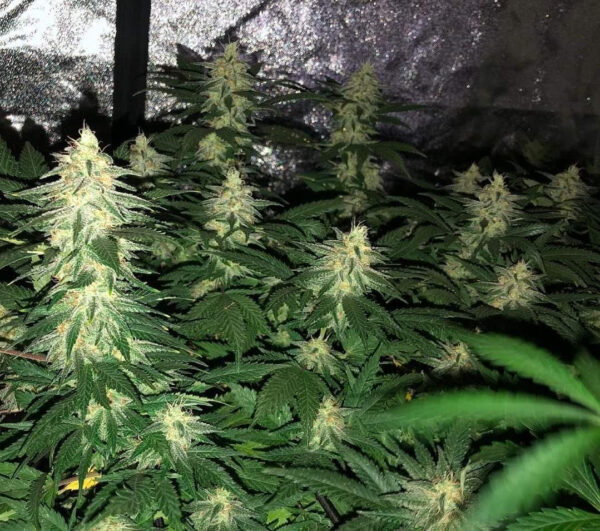 Growers Choice Banana Sherbet Samen – Bild 4