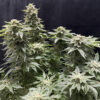 Growers Choice Banana Sherbet Samen – Bild 5