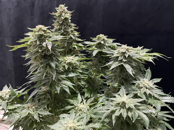 Growers Choice Banana Sherbet Samen – Bild 5