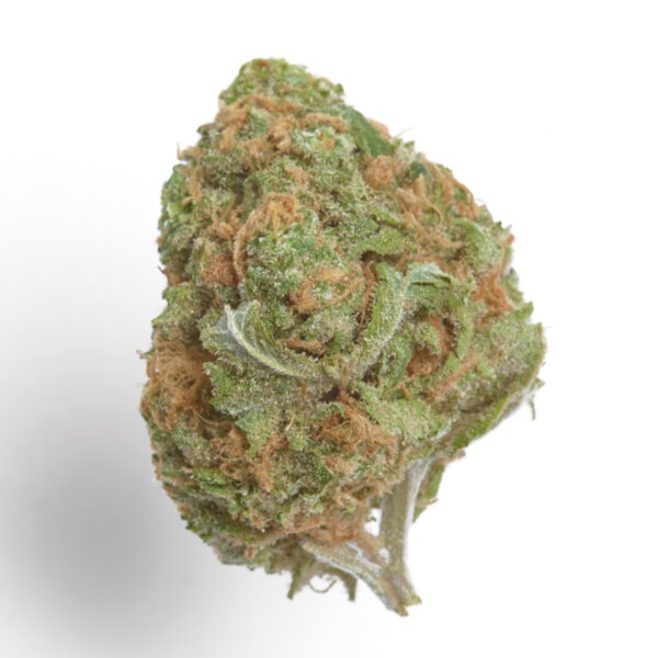 Growers Choice Banana Glue Samen – Bild 2