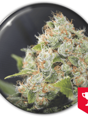 Medical Seeds Sour Diesel