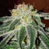 Delicious Seeds black russian Samen
