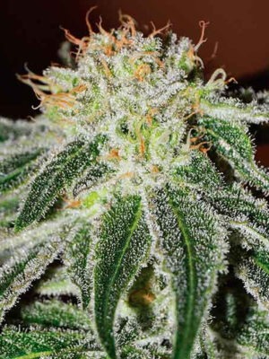 Delicious Seeds Black Russian 10 Stk feminisiert