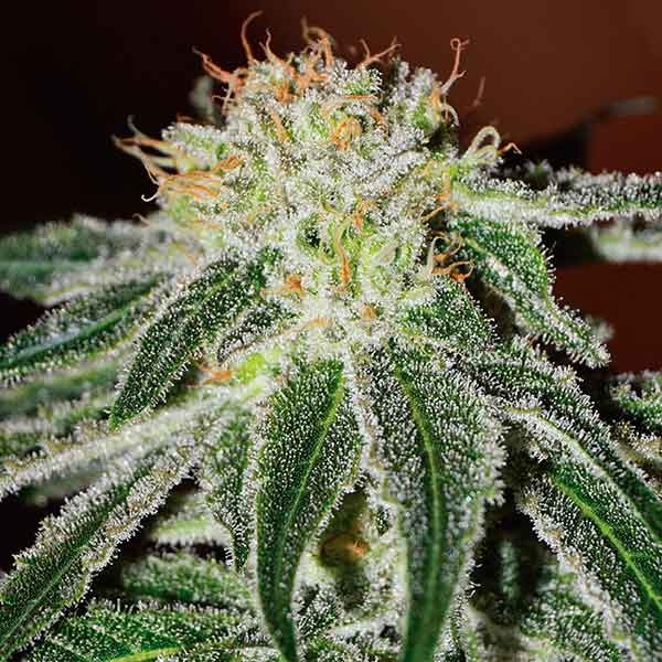 Delicious Seeds Black Russian 10 Stk feminisiert
