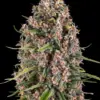 Barneys Farm Blue Cheese 10 Stk feminisiert
