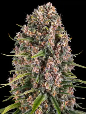 Barneys Farm Blue Cheese 10 Stk feminisiert