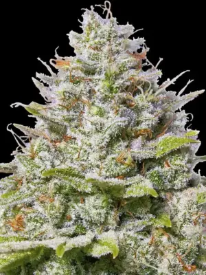 Barneys Farm Blue Gelato 41 10 Stk feminisiert