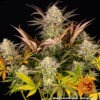 Barney's Farm blue sunset sherbert Samen – Bild 2