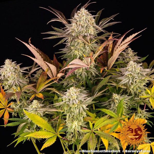 Barney's Farm blue sunset sherbert Samen – Bild 2