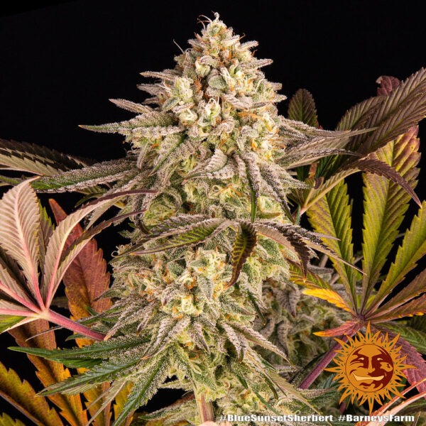 Barney's Farm blue sunset sherbert Samen – Bild 3