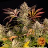 Barney's Farm blue sunset sherbert Samen – Bild 4