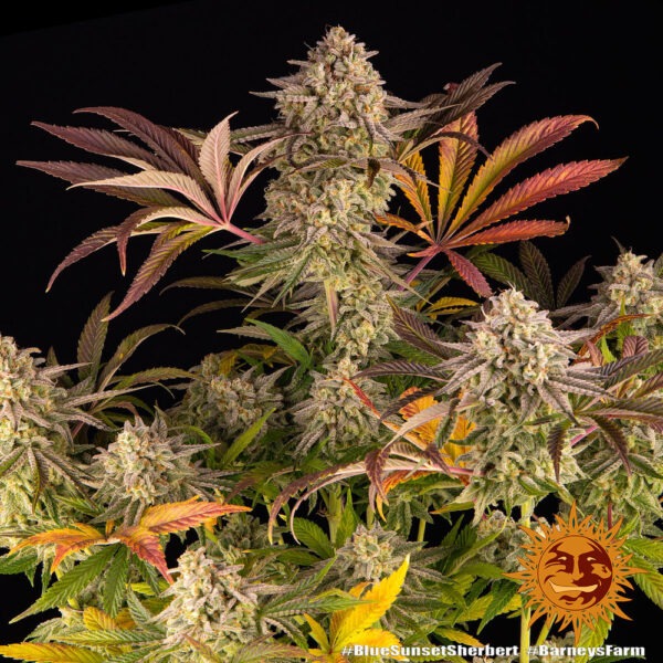Barney's Farm blue sunset sherbert Samen – Bild 4