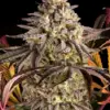 Barneys Farm Blue Sunset Sherbert 10 Stk feminisiert