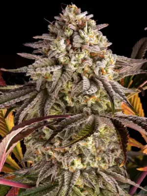 Barneys Farm Blue Sunset Sherbert 10 Stk feminisiert