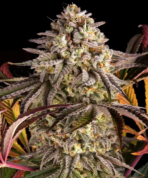 Barneys Farm Blue Sunset Sherbert 5 Stk feminisiert Barneys Farm Blue Sunset Sherbert 10 Stk feminisiert