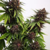 Growers Choice Blue Diesel Autoflower Samen – Bild 3