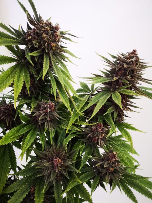 Growers Choice Blue Diesel Autoflower Samen – Bild 3