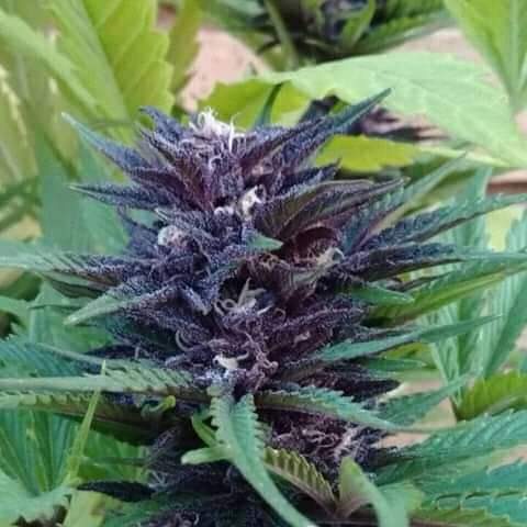 Growers Choice Blue Diesel Autoflower Samen – Bild 4