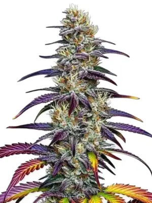 Blimburn Seeds Blue Dream 3 Stk feminisiert