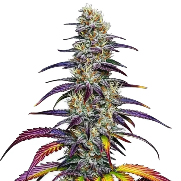 Blimburn Seeds Blue Dream 3 Stk feminisiert