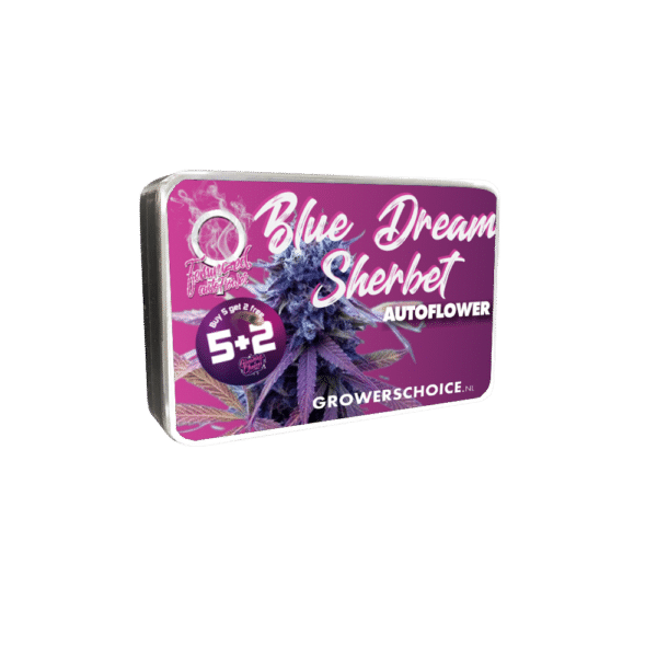 Growers Choice Blue Dream Sherbet Autoflower Samen – Bild 2