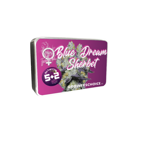 Growers Choice Blue Dream Sherbet Samen – Bild 5
