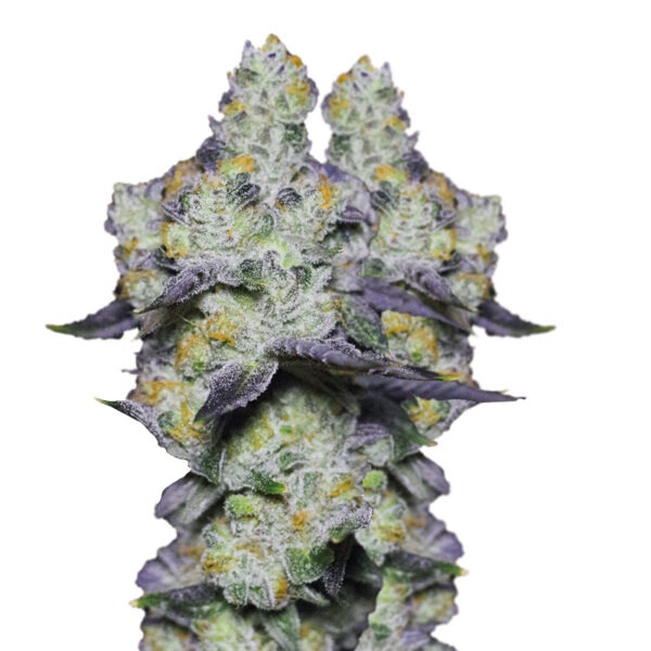 Growers Choice Blue Dream Sherbet Samen – Bild 2