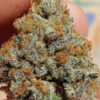Growers Choice Blue Dream Sherbet Samen – Bild 4