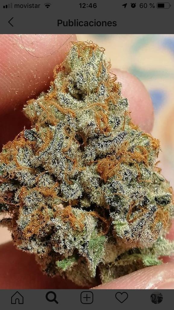 Growers Choice Blue Dream Sherbet Samen – Bild 4