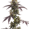 Growers Choice Blue Forestberry Autoflower Samen – Bild 4