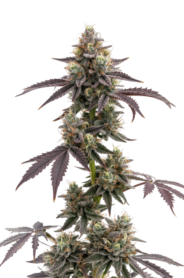 Growers Choice Blue Forestberry Autoflower Samen – Bild 4