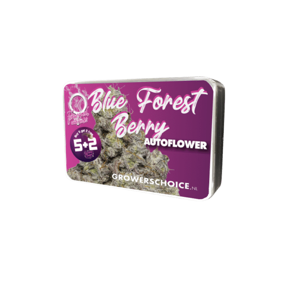 Growers Choice Blue Forestberry Autoflower Samen – Bild 3