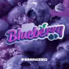 BSF Seeds blueberry Samen – Bild 2