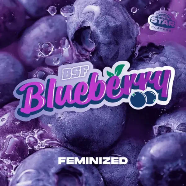 BSF Seeds blueberry Samen – Bild 2