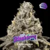 BSF Seeds blueberry Samen