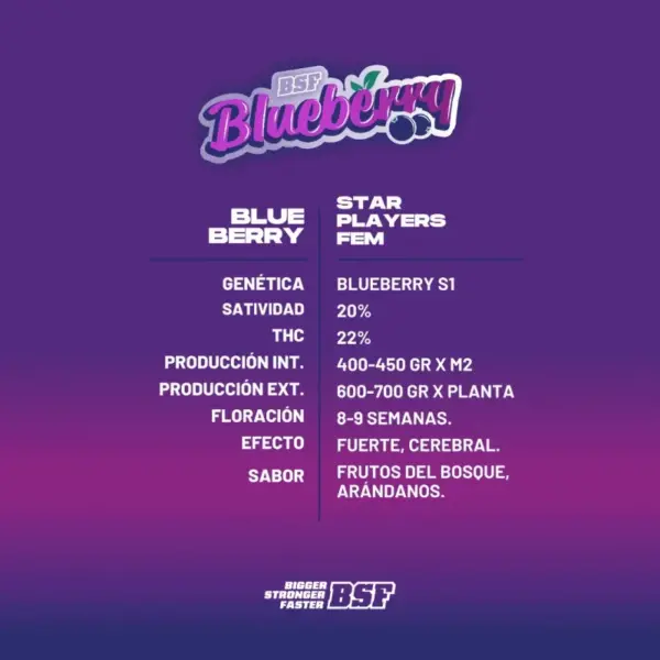BSF Seeds blueberry Samen – Bild 3