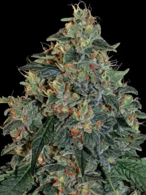 Barneys Farm Blueberry OG