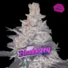 BSF Seeds blueberry xxl auto Samen
