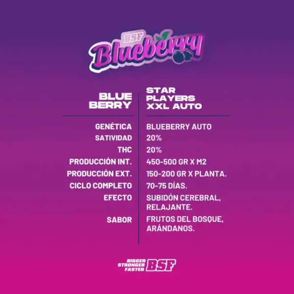 BSF Seeds blueberry xxl auto Samen – Bild 3