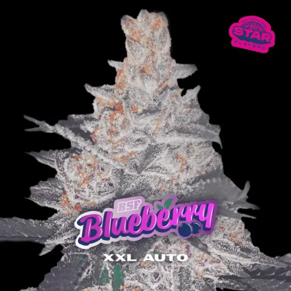 BSF Seeds blueberry xxl auto Samen
