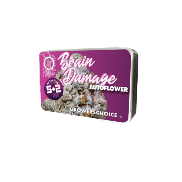 Growers Choice Braindamage Autoflower Samen – Bild 4