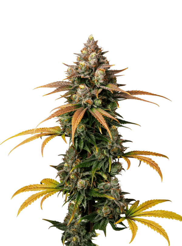 Growers Choice Brain Damage Samen – Bild 3