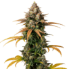 Growers Choice Braindamage Autoflower Samen – Bild 5