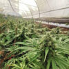 Growers Choice Braindamage Autoflower Samen – Bild 2