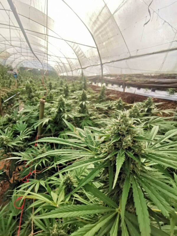 Growers Choice Braindamage Autoflower Samen – Bild 2